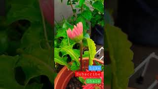 #beautifulflowers#flowers#gardening#SecretTips#secretflowergrowtips#Archana'sGarden#shorts#viral