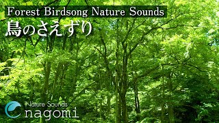 2 Hours Forest Birdsong Nature Sounds - Relaxing Bird Sounds for Sleeping - Calming Birds Chirping
