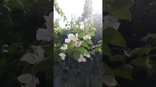Baganbilash White Bougainvillea | বাগানবিলাস #bougainvillea #baganbilas #flowers