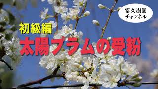 太陽プラムの受粉／初級編　ー富久樹園チャンネルー