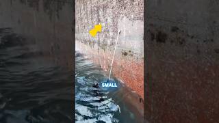 Barnacles Are Bleeding the Shipping Industry Dry!