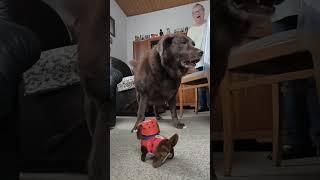 เก่งจังแบบนี้​ #pets #dogs #funny​#Happy​#happydogs​#smile​#jokes​#labrador​#funnyjokes​ #​animals​#