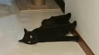 Cats forget to think.