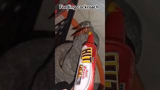 Feeding HIT anti roach gel to cockroach 🪳 #hit #cocroach #shorts