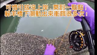 2025/5/4 基隆市田寮河海鰱