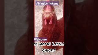 Welcome home little Magic Chicks ❤️❣️🐔🐔✨#shorts #Magicchickens#welcome #cutepets