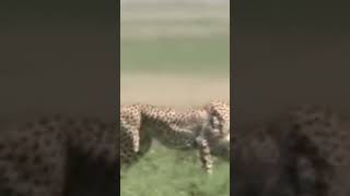 #animal #animalmix #animalnoises #animals #animalsounds