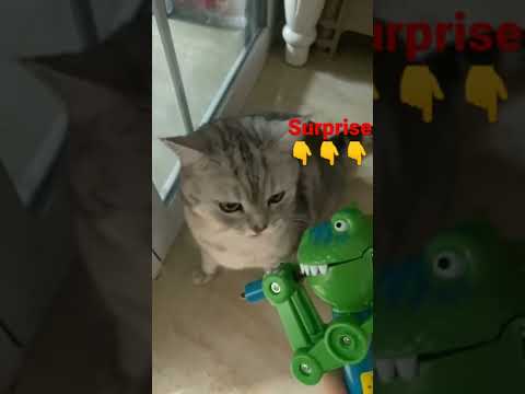 cat funny #shorts #shortvideo #short #cat #cats #viral #explore #foryou
