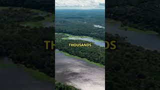 The Amazon Makes Its Own Weather 🌧️🌳 #AmazonRainforest #MindBlowingNature #ClimateFacts