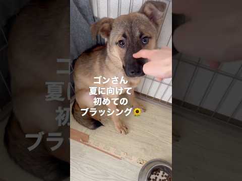 初めてのブラッシングで毛玉に興味津々なゴンさん【フル動画有】　#ガブゴン #元野犬 #保護犬 #いぬとねこ #犬のいる生活 #いぬのきもち