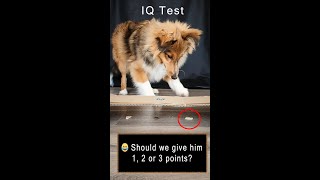 Dog IQ Test (Part 3) Puppy Intelligence test smart Sheltie #shorts