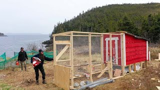 Bringing 6 Pigs and 24 Chickens to an Off-Grid Island