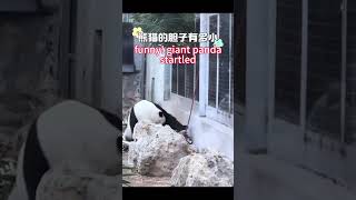 Funny! giant panda starled  #cute #funnyanimal #pandacub #cutepanda #funnypet #adorablepanda