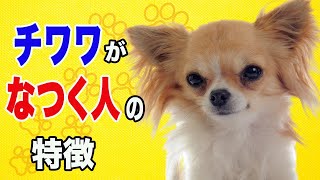 チワワになつかれる人の特徴