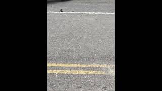 燕子幼鳥摔落地面 燕子媽媽守護