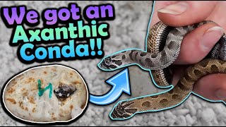 Chunky Hognose Snakes Hatching! (Why are they so Fat?!)