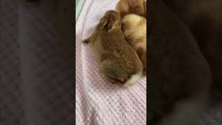 Cute Shy Rabbit 😂🐇
