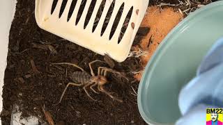 Camel Spider Solifugae Habitat Transfer; Drews New Home