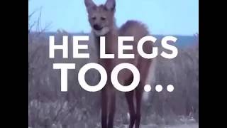 Maned Wolf