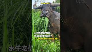 那個眼神超級可愛  #動物#寵物#萌寵#水牛#可愛
