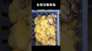 ヒヨコまみれ#Shorts