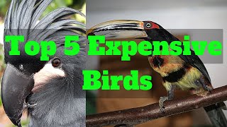 Top 5 Expensive Birds in The World | #top5 #expensivebirds #topfiveV