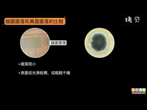 細菌和真菌的分布  【中學生物】