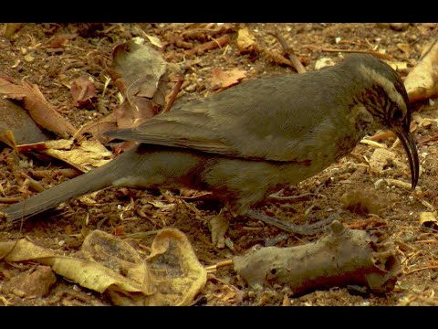 Bandurrilla de los Bosques (Upucerthia saturatior)