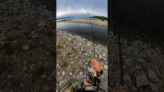Nice sea trout from a small river in Northern Norway 😊 #short