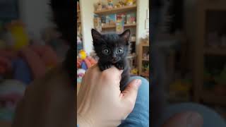 Cat singing ❤️| Cute Cats #cutecats #cat #lovecats #cats #catvideos #catshorts #kittens #catlover