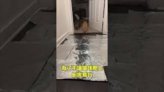 貓貓天敵？|自說自話的總裁