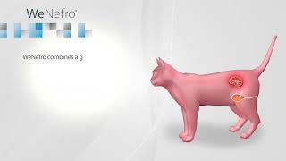 Wepharm | WeNefro