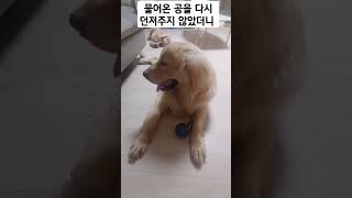 물어온 공을 다시 던져주지 않았더니 #goldenretriever #puppy #강아지 #골든리트리버 #cute #ゴールデンレトリーバー #金毛猎犬 #공 #dog #shorts