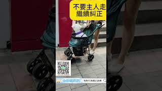 分離焦慮練習 #比熊犬  #各種狗狗行為問題 #全台到府矯正