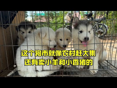 这个狗市就像农村赶大集，还有卖卖小羊和小香猪的