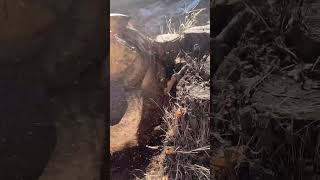 Stump grinding cluster #garden #farmer #forestrylife #satisfying #design #grass #logging
