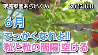 [Shine Muscat, black grapes] 183rd session, multiple types of gibberellin treatment [2nd session]