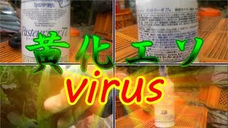 安全安心!!STOPウィルス!!ﾊﾟｽﾄﾘｰｾﾞ77!!本日はお疲れ様でした!!／きゅうり農家／きゅうり栽培／愉快なshata農園