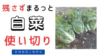 【漬物・発酵鍋・ロール白菜】丸ごと白菜は簡単に使い切れました