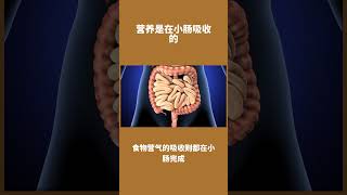 人体的营养其实是在小肠吸收的，胃只是初步的腐化。