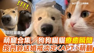 萌寵合集／爆炸可愛！按門鈴進不了家門的狗狗 薩摩耶療癒萌自拍 狗狗送婚戒惹哭新娘 柴柴淡定＜APT.＞愛湊熱鬧的阿金｜三立新聞網 SETN.com