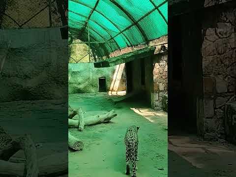 Leopard | NZP |#zoo #leopard #newdelhi #travel #tourism #enjoy #shorts #viralshorts #trendingshorts
