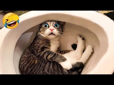 You Laugh, You Lose 😆🎀 Cute And Funny Cat 2025 🐾