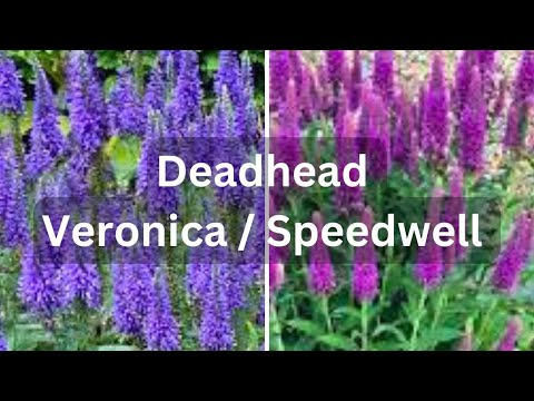 How To Deadhead Speedwell Veronica For More Flowers