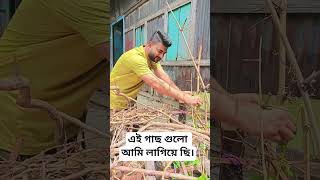 পুইশাক গা।#গাছেরপরিচর্যা