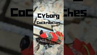 Unbelievable Tech: Turning Cockroaches into Cyborgs! 🪳🤖 #facts #science #insects