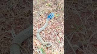 Worlds 1st BLUE COBRA Found