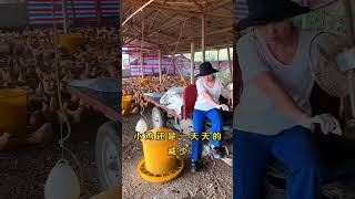 #养鸡 #养鸡人 #养鸡小妙招 #养殖 养鸡小妙招 养鸡小土方  #饲养员日常