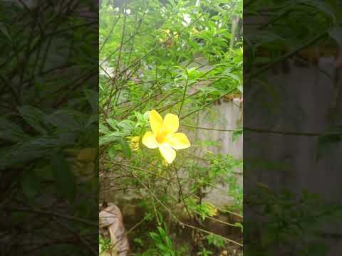 #flower love#nature beauty#