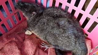 rakali in care